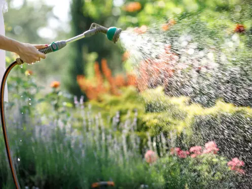 woman watering garden flowers with hose in summer